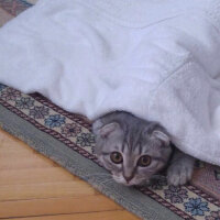 Scottish Fold, Kedi  Lena fotoğrafı