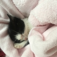 Tekir Kedi, Kedi  Zeytin fotoğrafı