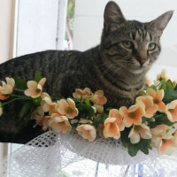 Tekir Kedi, Kedi  Tekir fotoğrafı