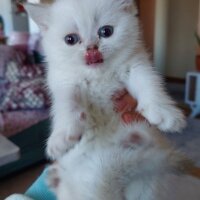 British Shorthair, Kedi  Lina fotoğrafı