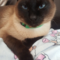 Siyam Kedisi, Kedi  maça fotoğrafı