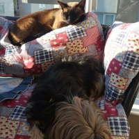 Siyam Kedisi, Kedi  maça fotoğrafı