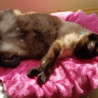 Siyam Kedisi, Kedi  maça fotoğrafı