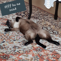 Siyam Kedisi, Kedi  maça fotoğrafı
