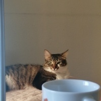 Tekir Kedi, Kedi  Sherlock fotoğrafı