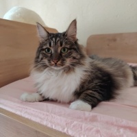 Tekir Kedi, Kedi  Sherlock fotoğrafı