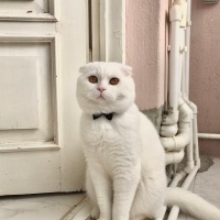 Scottish Fold, Kedi  Leo fotoğrafı