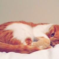 Tekir Kedi, Kedi  Marry  fotoğrafı