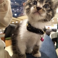 Tekir Kedi, Kedi  Bala fotoğrafı