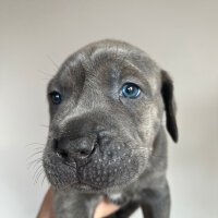 Cane Corso Italiano, Köpek  Pablo fotoğrafı