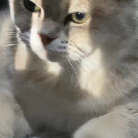 British Shorthair, Kedi  Lucky fotoğrafı