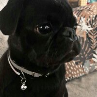 Pug, Köpek  RE fotoğrafı