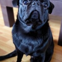 Pug, Köpek  RE fotoğrafı