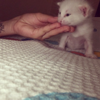Ankara Kedisi, Kedi  Kedi fotoğrafı