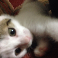 Tekir Kedi, Kedi  Kuki fotoğrafı