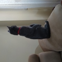 Mavi Rus, Kedi  ZEUS fotoğrafı