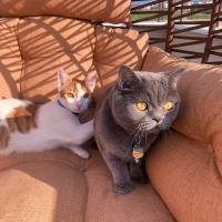 Sarman, Kedi  Cunda fotoğrafı