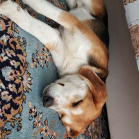 Beagle, Köpek  Alfa fotoğrafı