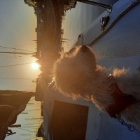 Maltese, Köpek  TARÇIN fotoğrafı