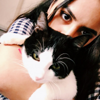 Tuxedo (Smokin) Kedi, Kedi  Odin fotoğrafı
