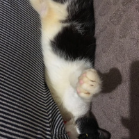 Tuxedo (Smokin) Kedi, Kedi  Odin fotoğrafı