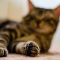Tekir Kedi, Kedi  Diego fotoğrafı