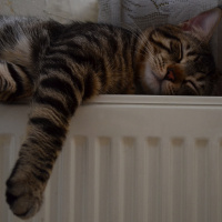 Tekir Kedi, Kedi  Diego fotoğrafı