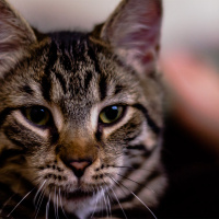 Tekir Kedi, Kedi  Diego fotoğrafı
