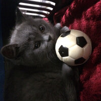 British Shorthair, Kedi  Çiroz fotoğrafı