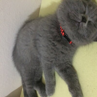 British Shorthair, Kedi  Çiroz fotoğrafı