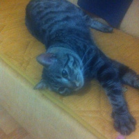 Tekir Kedi, Kedi  idris ali fotoğrafı