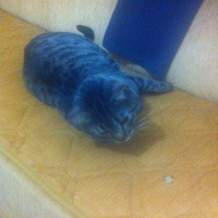 Tekir Kedi, Kedi  idris ali fotoğrafı