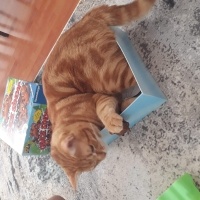 Sarman, Kedi  Köpük fotoğrafı