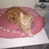 Sarman, Kedi  Köpük fotoğrafı