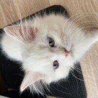 British Longhair, Kedi  Eric fotoğrafı