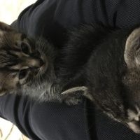 Tekir Kedi, Kedi  Hera fotoğrafı