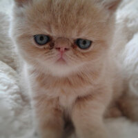 British Shorthair, Kedi  Leo fotoğrafı