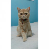 British Shorthair, Kedi  Leo fotoğrafı