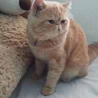 British Shorthair, Kedi  Leo fotoğrafı