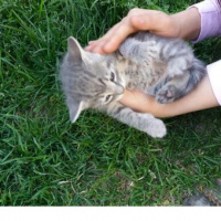British Shorthair, Kedi  Duman fotoğrafı
