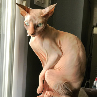 Sphynx, Kedi  Luna fotoğrafı