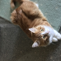 Tekir Kedi, Kedi  Minnak fotoğrafı