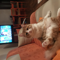 Tekir Kedi, Kedi  Minnak fotoğrafı