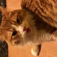 Tekir Kedi, Kedi  Minnak fotoğrafı