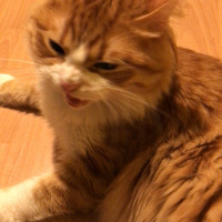 Tekir Kedi, Kedi  Minnak fotoğrafı