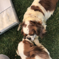 Tekir Kedi, Kedi  Minnak fotoğrafı