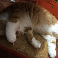 Tekir Kedi, Kedi  Minnak fotoğrafı