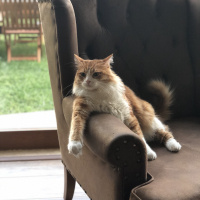 Tekir Kedi, Kedi  Minnak fotoğrafı