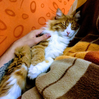 Tekir Kedi, Kedi  Minnak fotoğrafı