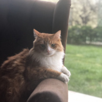 Tekir Kedi, Kedi  Minnak fotoğrafı
